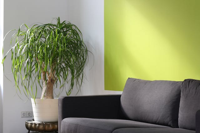 grey couch in between white and lime green walls with a plant on the coffee table next to it